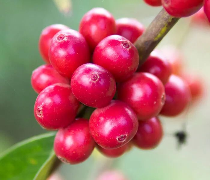 瑰夏村 戈里瑰夏