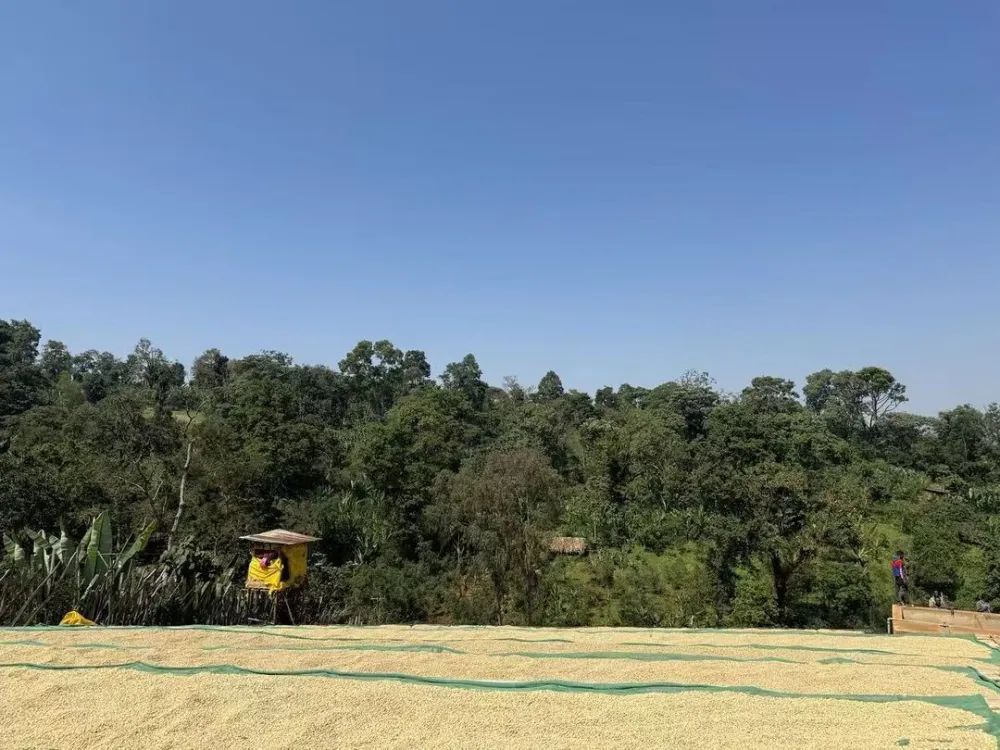 埃塞水洗处理长3067