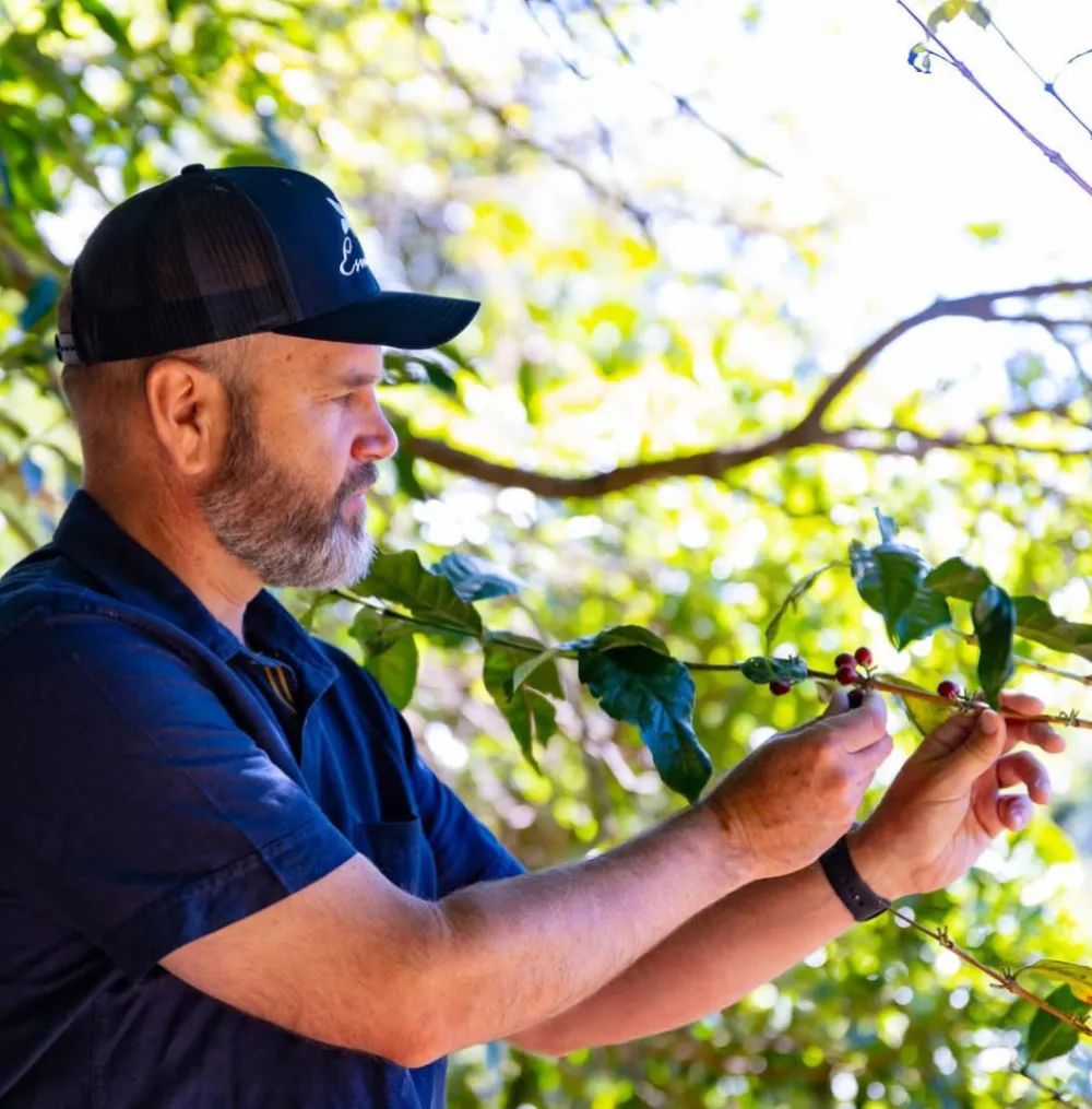 翡翠庄园瑰夏咖啡树3048