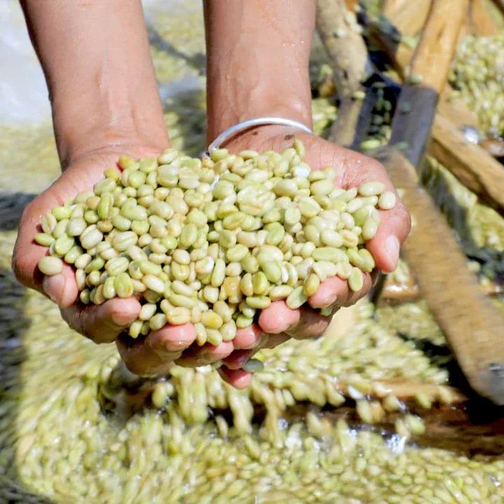 耶加水洗豆