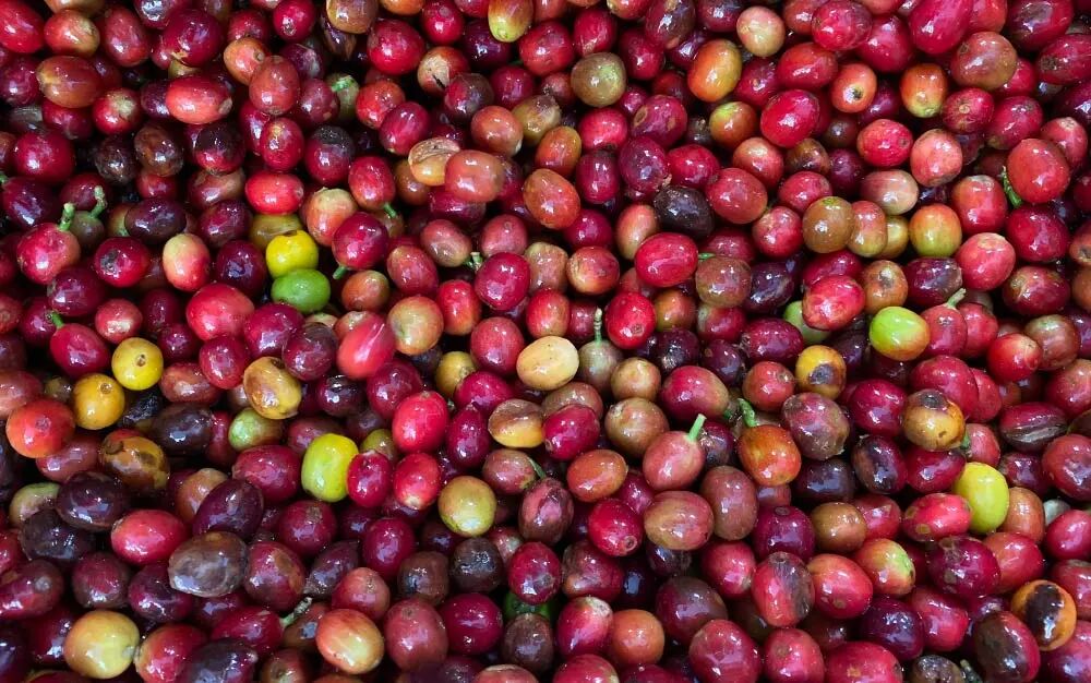 Colombian-Coffee-1