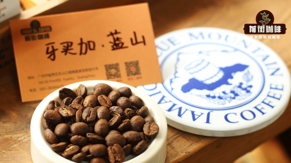 牙买加蓝山一号_6634