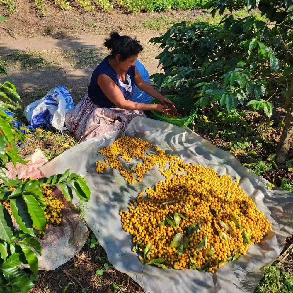 WechatIMG黄波旁2212