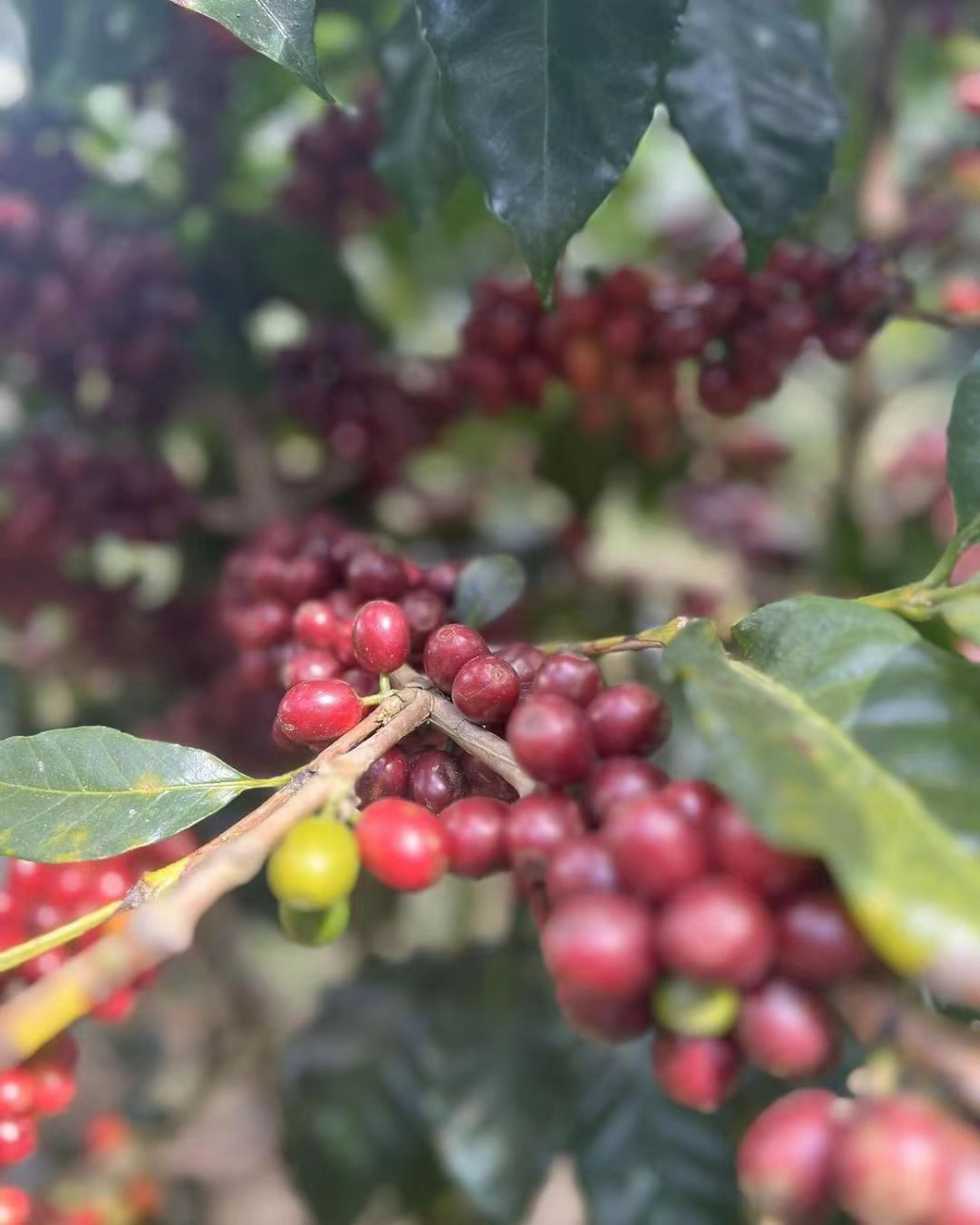 WechatIMG洪都拉斯2171