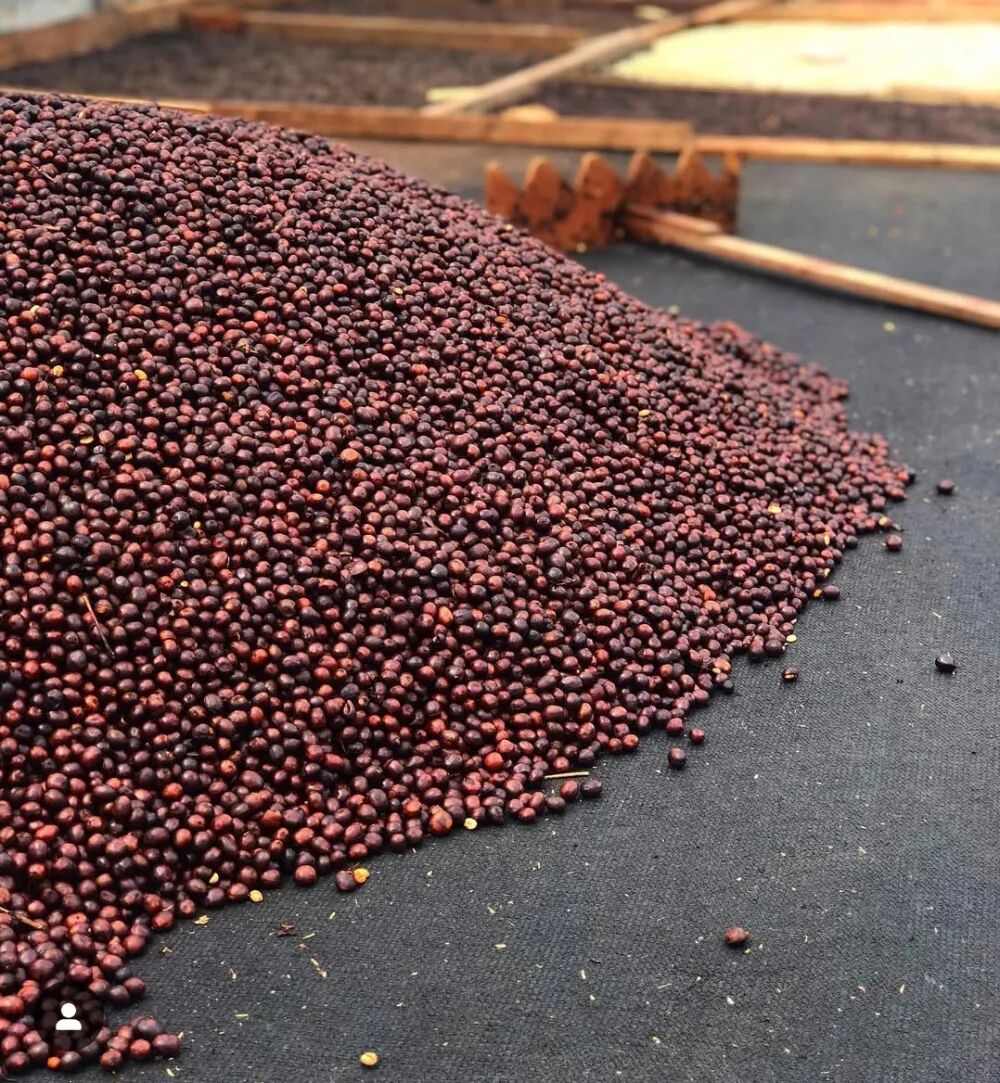 邓肯庄园日晒11