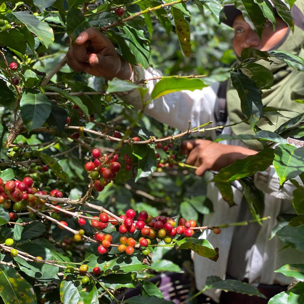 邓肯庄园 咖啡果710 邓肯庄园 咖啡果710