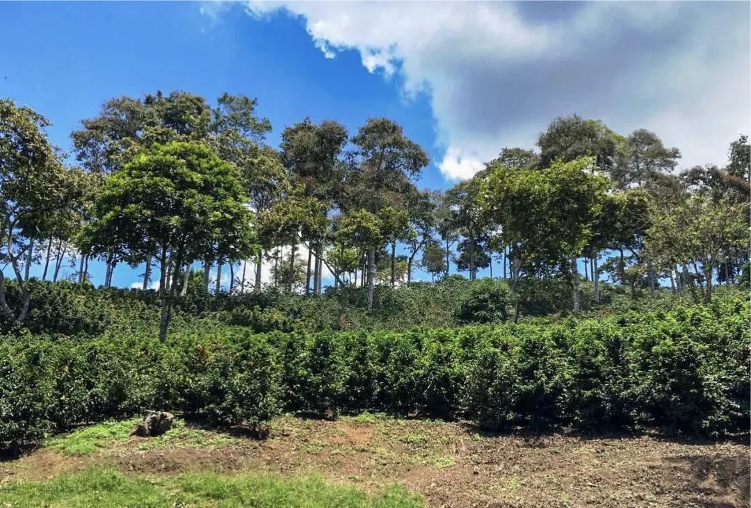 unnamed_fb97ea15-da60-45bc-8741-53f72c3eee4e_2048x