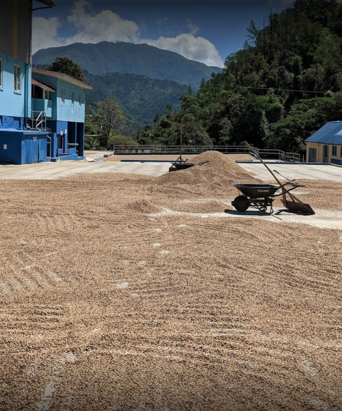 蓝山处理法 蓝山处理法
