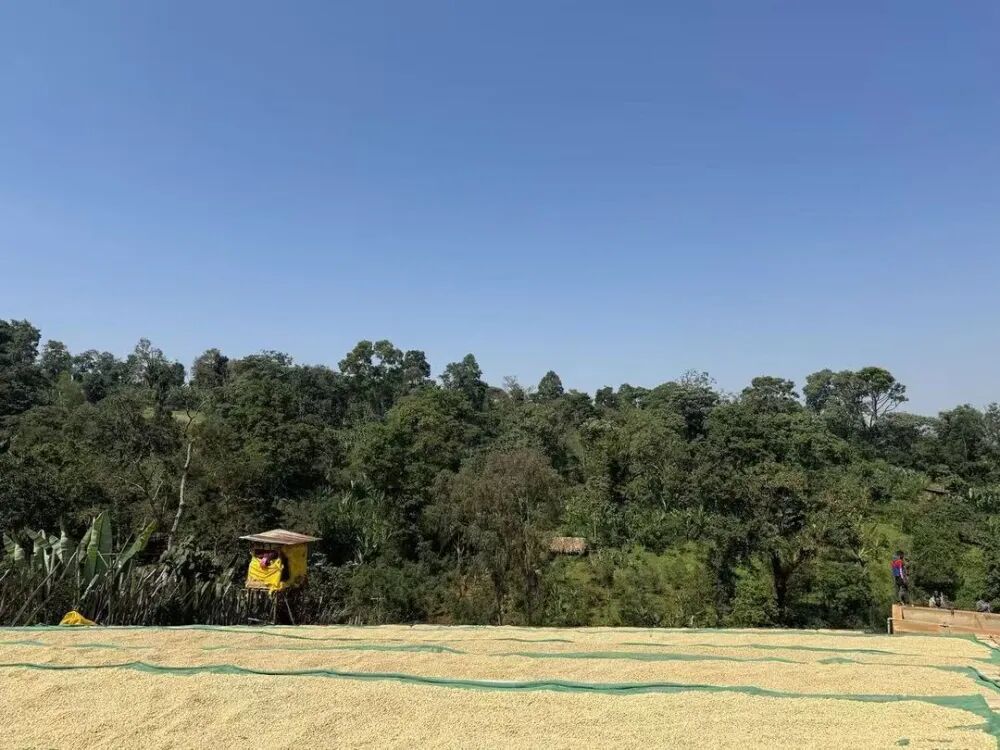 埃塞水洗处理长3067