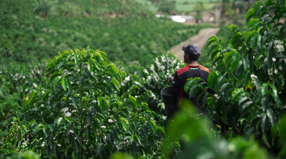 厄瓜多尔94 厄瓜多尔94