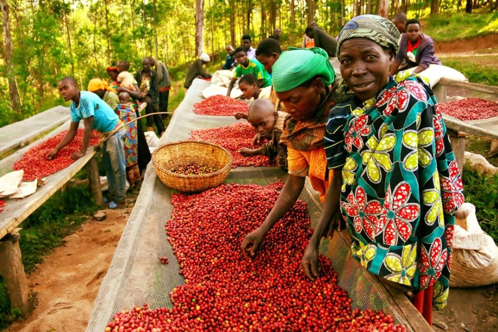 非洲日晒咖啡挑选2978