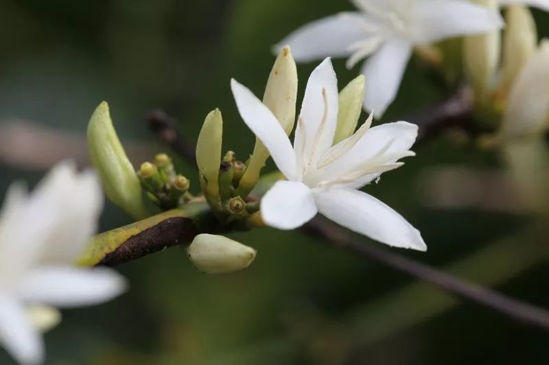 巴拿马咖啡化9eb