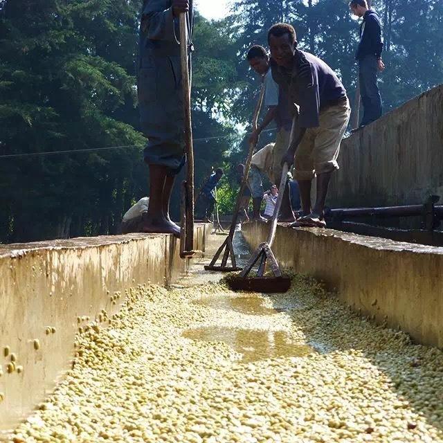 埃塞水洗b3c98 埃塞水洗b3c98