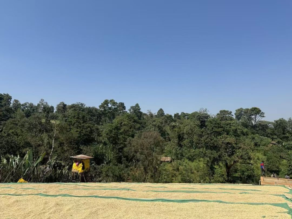 埃塞水洗处理长3067 埃塞水洗处理长3067