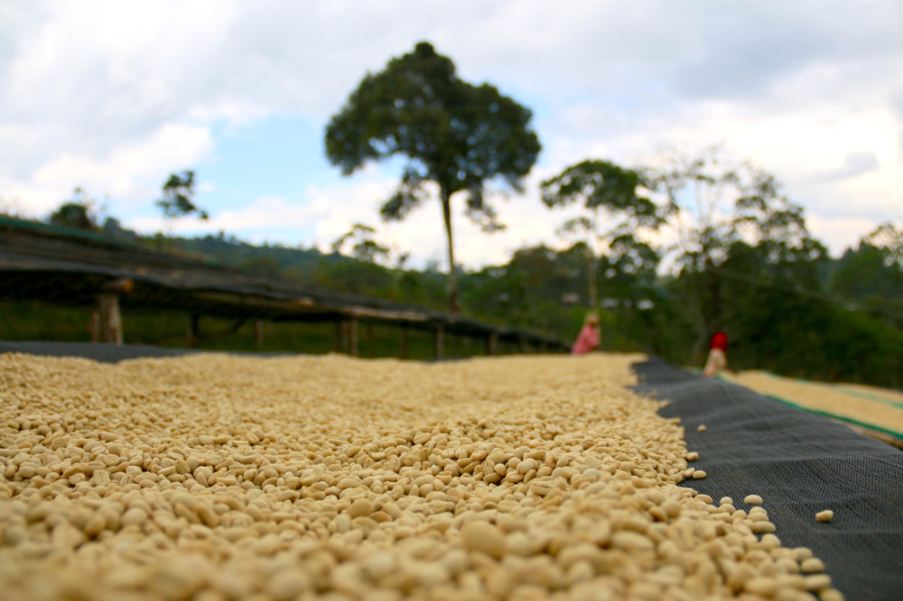 埃塞水洗9698_1 埃塞水洗9698_1