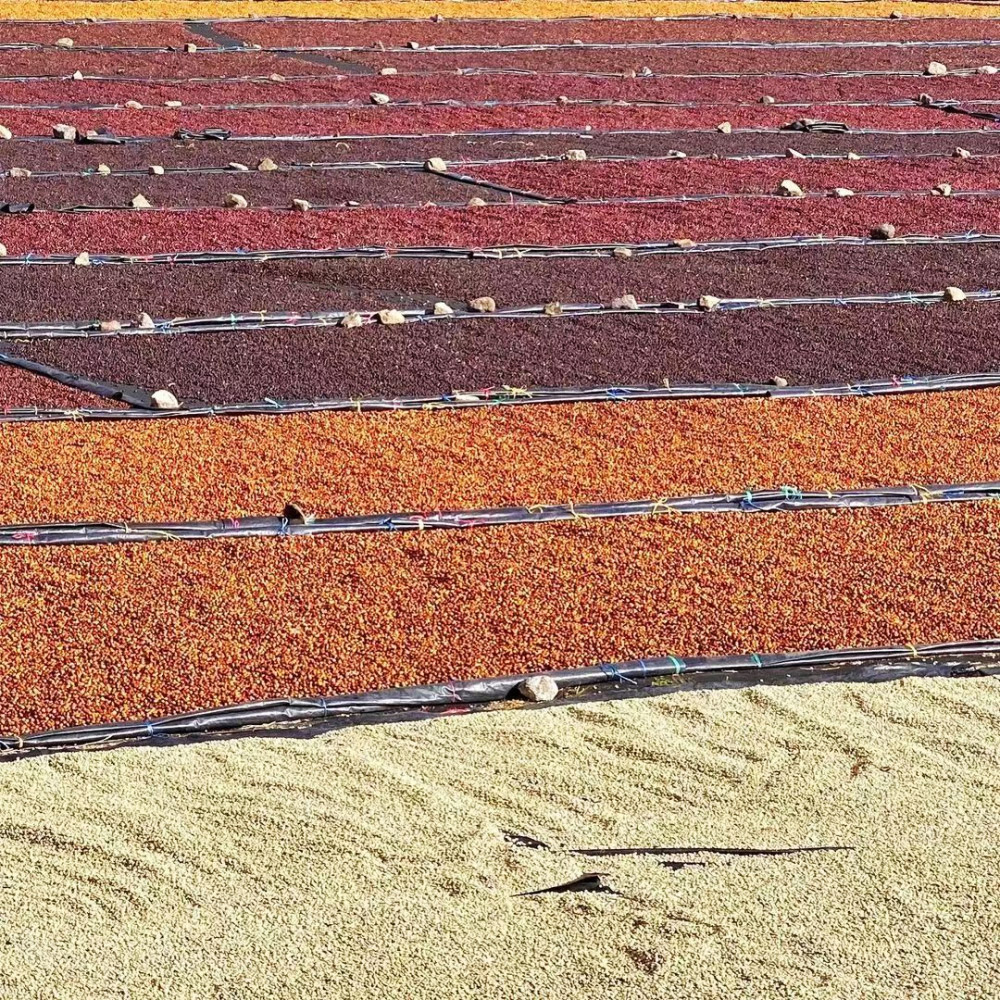 蜜处理晒场7 蜜处理晒场7