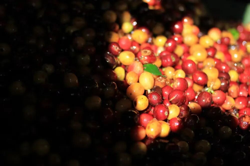 哥斯达黎加咖啡720