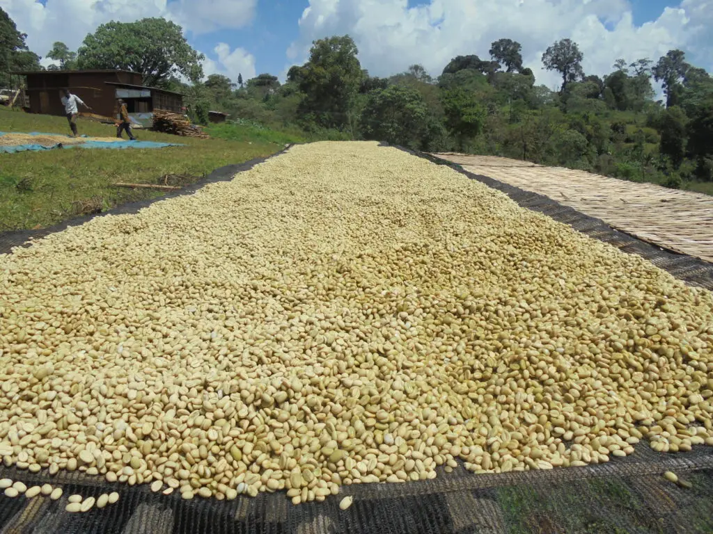 果丁丁水洗豆 果丁丁水洗豆