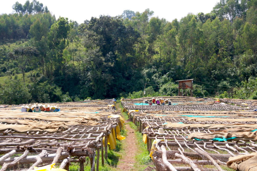 埃塞水洗8188 埃塞水洗8188