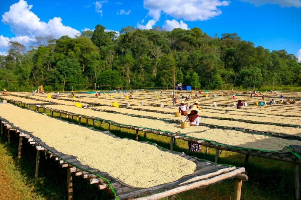 非洲水洗2976 非洲水洗2976