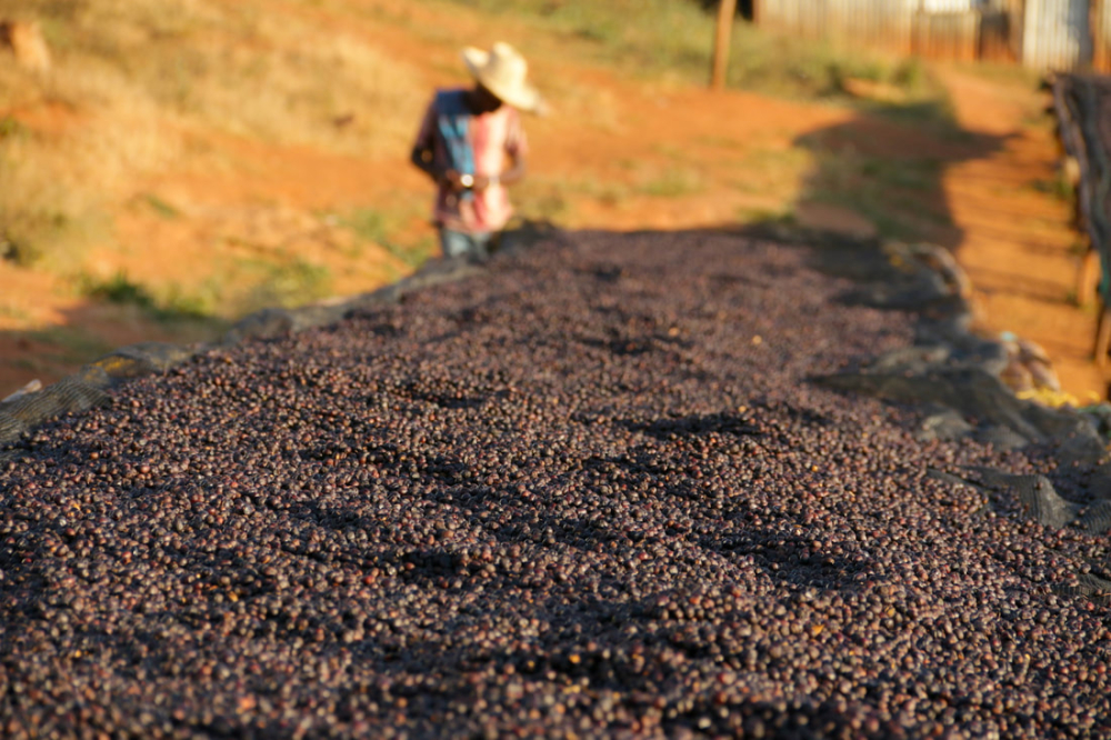 埃塞日晒7803 埃塞日晒7803