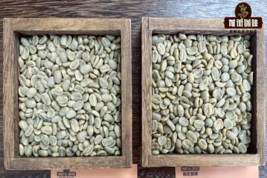 巴布亚新几内亚咖啡为何有「小蓝山」之名？PNG天堂鸟水洗铁皮卡咖啡风味特点如何描述？