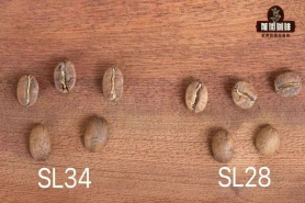 那么酸的肯尼亚咖啡为何这么受欢迎？种植环境 品种 处理法如何影响肯尼亚咖啡风味？肯尼亚特色水洗处理怎么操作