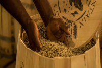 蓝山咖啡由来｜牙买加蓝山是什么咖啡品种？只有日本才能买到真蓝山？怎么分别真假蓝山