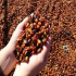 半日晒 日晒 水洗 蜜处理指的是什么 有何区别？咖啡处理方式会使咖啡豆具有什么风味特点？