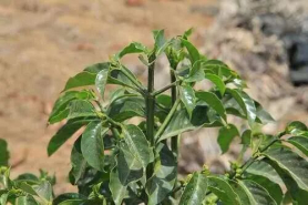 阿拉比卡咖啡豆arabica介绍之波旁咖啡如何传播？bourbon coffee的源头在哪？波旁有哪些变种咖啡豆？