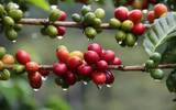 埃塞俄比亚精品咖啡产区：耶加雪菲咖啡与西达摩咖啡的关系