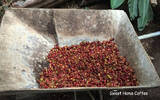 巴拿马韦斯特巴鲁庄园水洗铁皮卡瑰夏风味咖啡口感香气描述