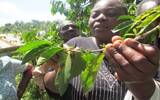 肯尼亚咖啡豆处理方式风味烘焙及生产