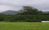 夏威夷 卡雾　Hawaii Ka’u产区咖啡平中种植情况风味描述介绍