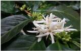 危地马拉微微特南果 艾维莉亚 戈梅兹咖啡风味口感香气描述