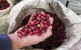 咖啡种植：游尼加拉瓜咖啡庄园处理