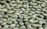 危地马拉 拉米尼塔 花神水洗圆豆咖啡风味口感香气描述