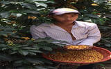 危地马拉 莫里托庄园咖啡品种种植情况风味描述介绍