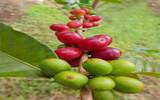 咖啡种植：游尼加拉瓜咖啡庄园播种