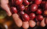 耶加雪菲红樱桃计划咖啡与普通的耶加雪菲咖啡有什么不同？