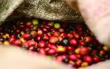 南美咖啡产区|一篇文章了解危地马拉咖啡豆风味特点