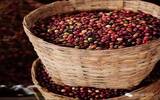 浅谈中美洲咖啡地域风味——中美洲咖啡年产量亚军危地马拉
