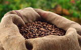 尼加拉瓜咖啡出口价量成长高