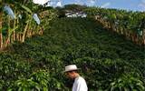 世界知名精品咖啡庄园拉米尼塔农庄西格里农庄杜兰农庄高品质咖啡