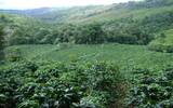 巴拿马-亚维萨庄园 水洗咖啡豆风味口感香气描述