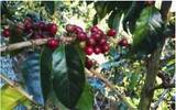 哥斯达黎加 拉斯拉哈斯庄园 日晒黑珍珠咖啡风味口感香气描述