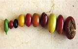 咖啡属植物遗传性之染色体突变与因子突变