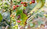 尼加拉瓜 基督山庄园杰米莫里纳日晒杜艾种精品咖啡豆风味口感香
