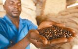 刚果精品咖啡——潜力无穷的明日之星