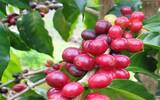 危地马拉酒香日晒精品咖啡豆品鉴与测评